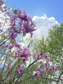 Photo of blossoms on a tree